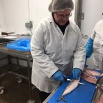 Staff at Polaris Learning filleting fish at Lunar Freezing